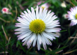 Bellis