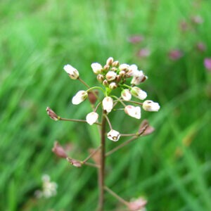 kokoška