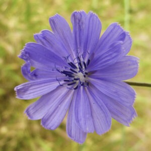čekanka