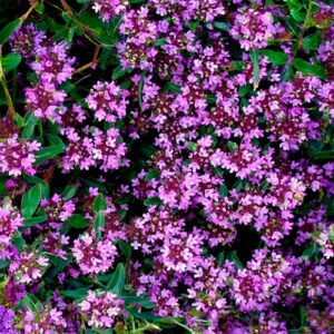 mateřídouška