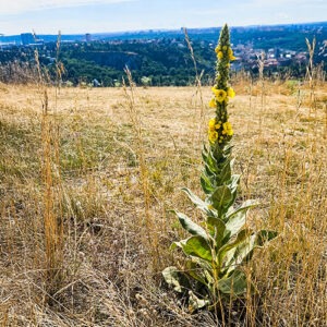 divizna