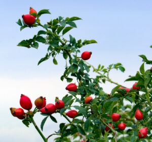 růže šípková