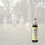 BACH Květová esence č. 7 Chestnut bud 20 ml - Obrázek 2