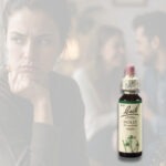 BACH Květová esence č. 15 Holly 20 ml - Obrázek 2
